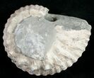 Liparoceras Ammonite - Gloucestershire, UK #10698-1
